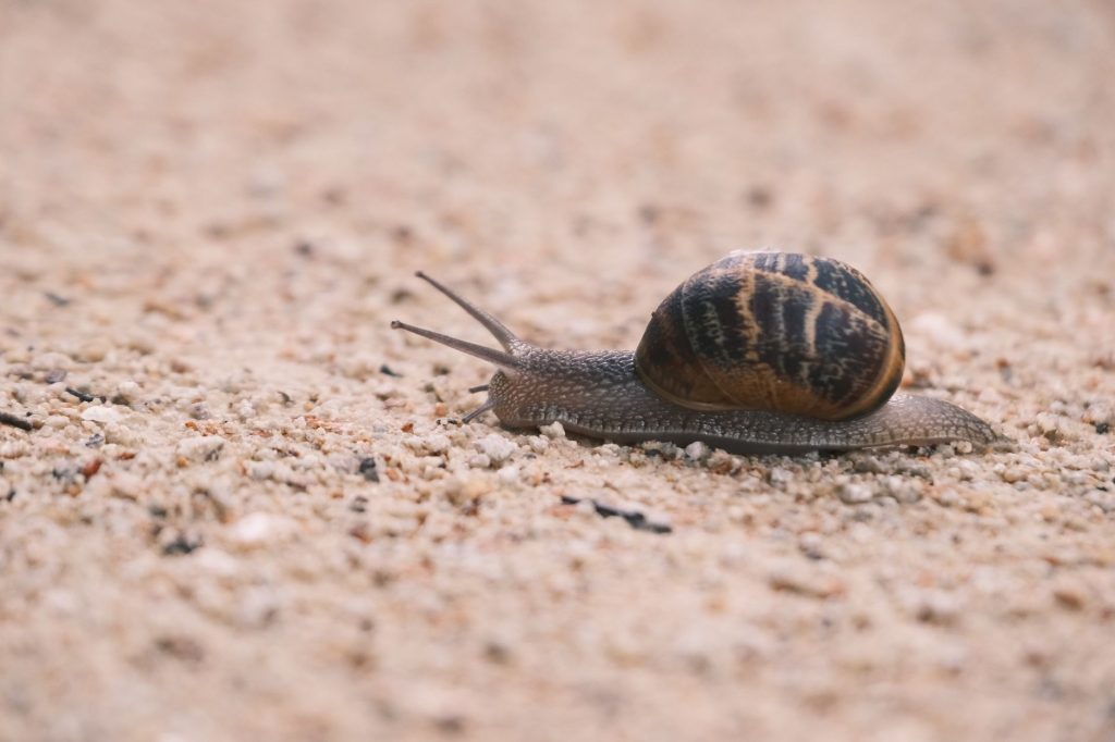 Why the Best Teams Keep Some Work Deliberately Slow